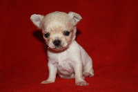 CHIOT