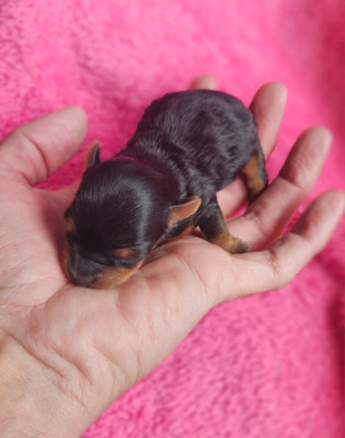 Chiot N°1