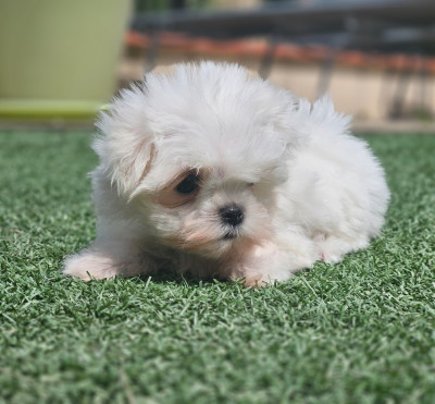Chiot N°2