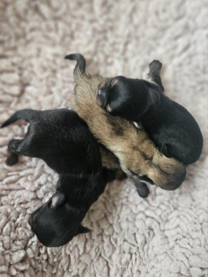 Chiot N°3