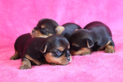 Chiot N°3