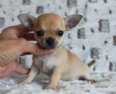 CHIOT