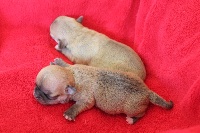 CHIOT