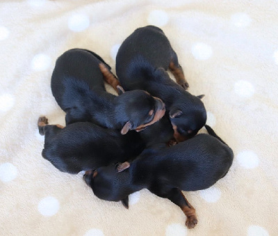CHIOT 4