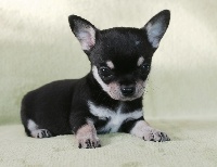 CHIOT