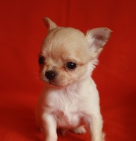 CHIOT