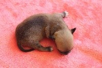 CHIOT