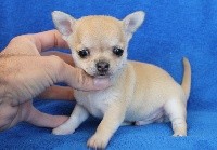 CHIOT