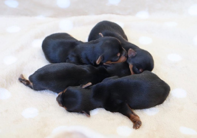CHIOT 3