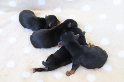 CHIOT 1