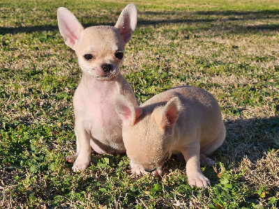 CHIOT 2