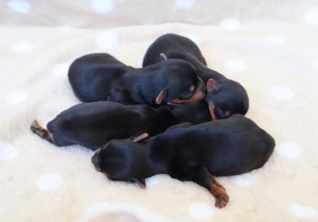du Domaine San Sébastian - Chiots disponibles - Yorkshire Terrier