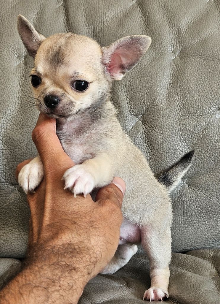 du Domaine San Sébastian - Chiots disponibles - Chihuahua