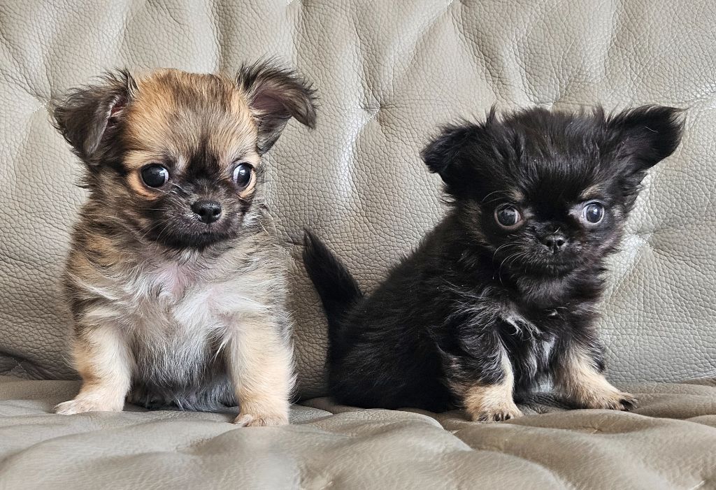 Chiot Chihuahua du Domaine San Sébastian