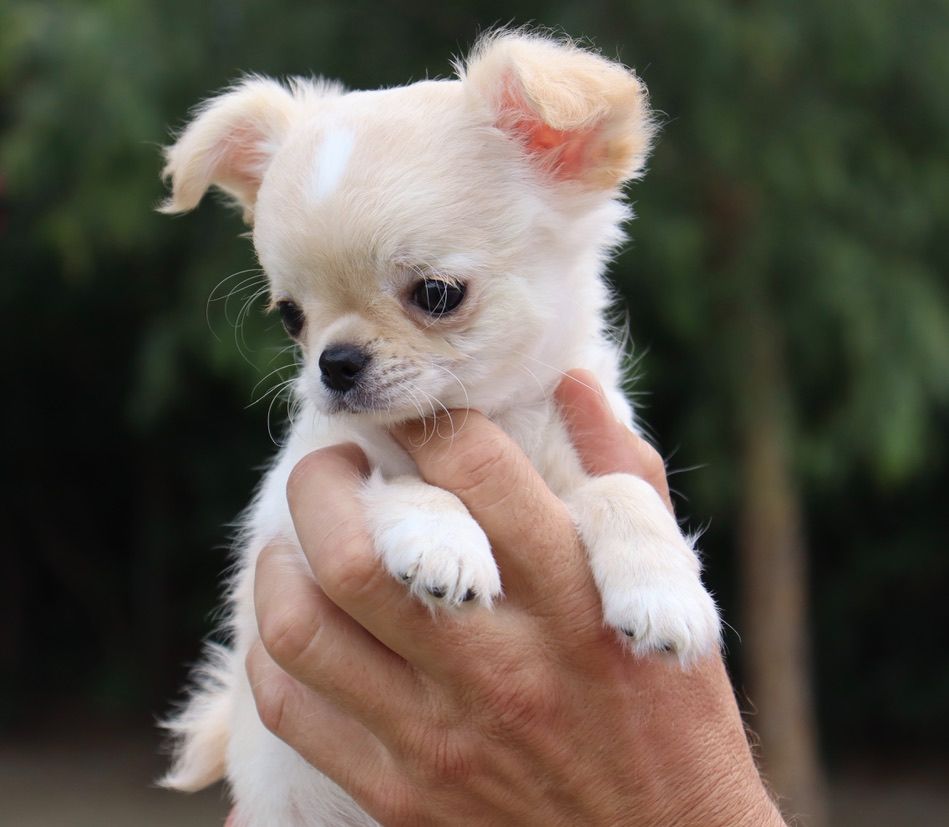 du Domaine San Sébastian - Chiots disponibles - Chihuahua