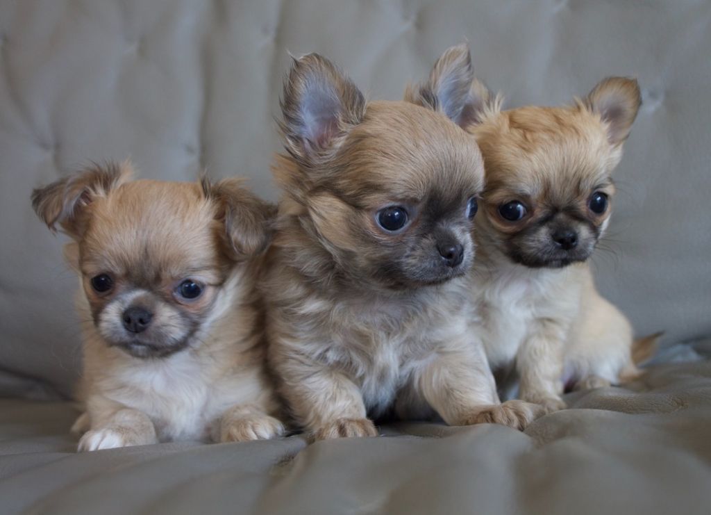 Chiot Chihuahua du Domaine San Sébastian