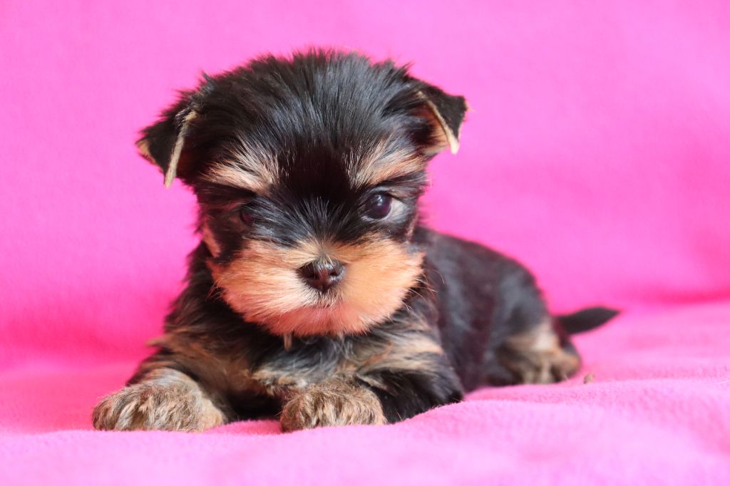 du Domaine San Sébastian - Chiots disponibles - Yorkshire Terrier