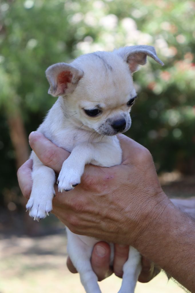 du Domaine San Sébastian - Chiots disponibles - Chihuahua