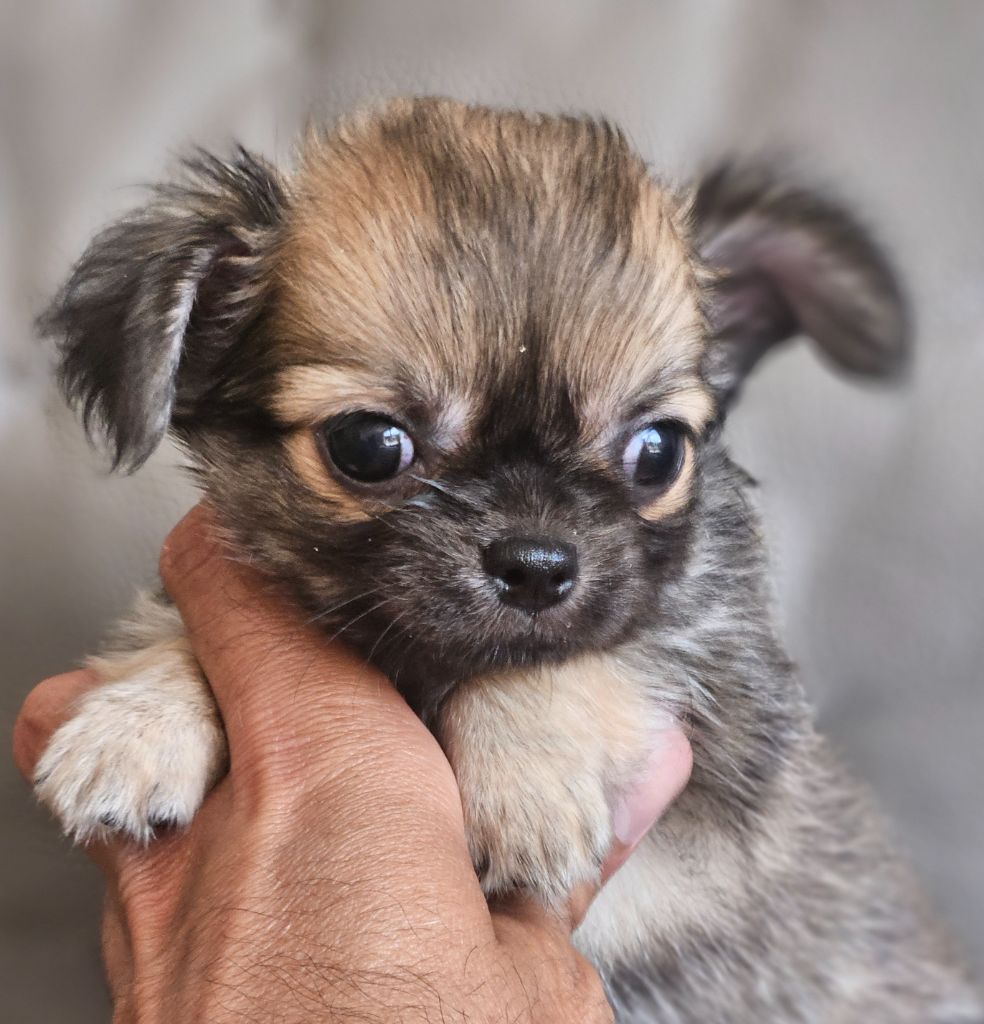 du Domaine San Sébastian - Chiots disponibles - Chihuahua