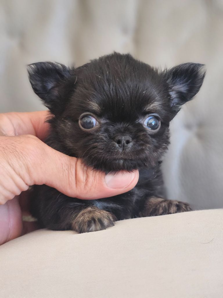 du Domaine San Sébastian - Chiots disponibles - Chihuahua