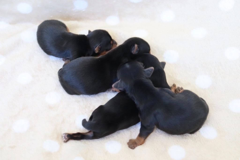 du Domaine San Sébastian - Chiots disponibles - Yorkshire Terrier
