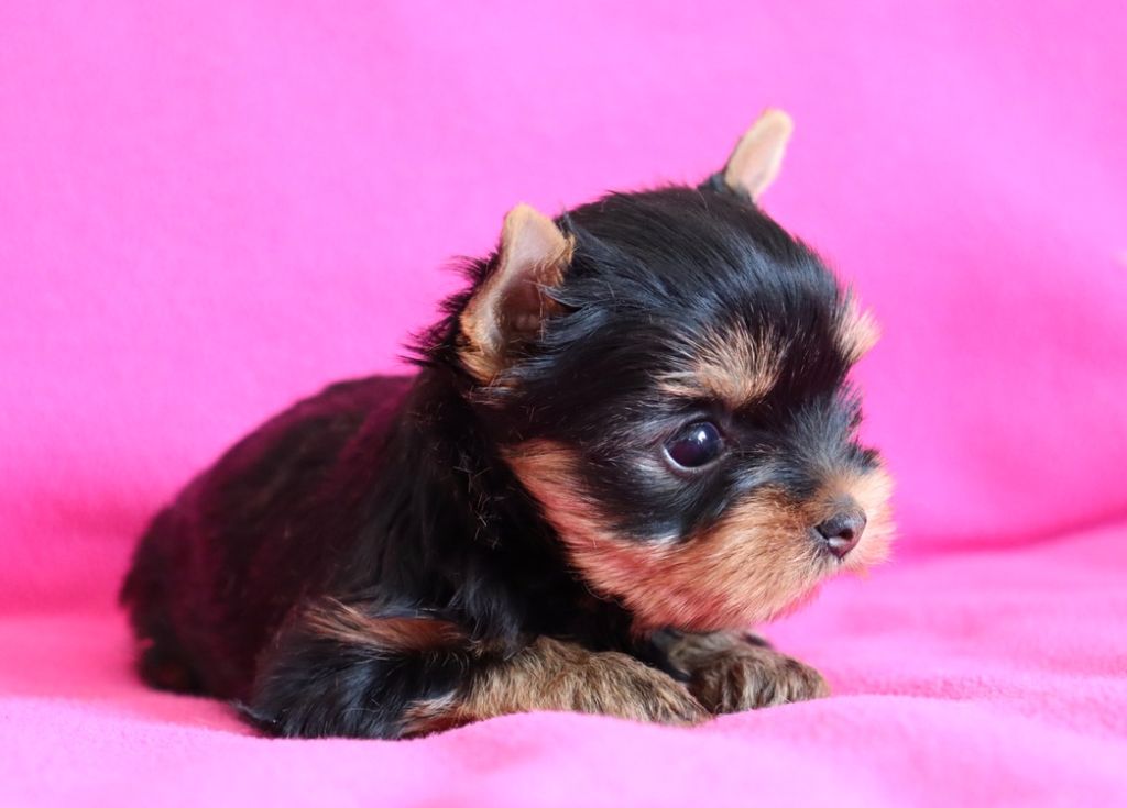 du Domaine San Sébastian - Chiots disponibles - Yorkshire Terrier