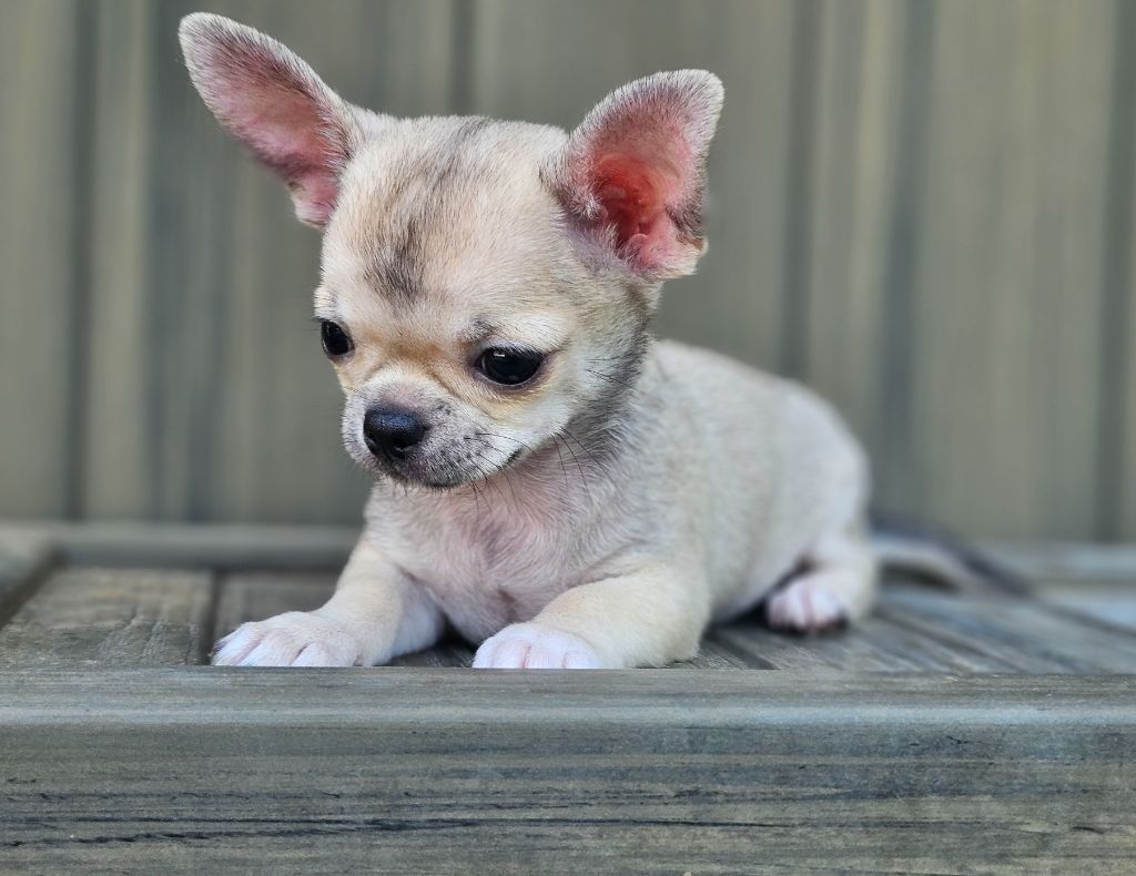 du Domaine San Sébastian - Chiots disponibles - Chihuahua