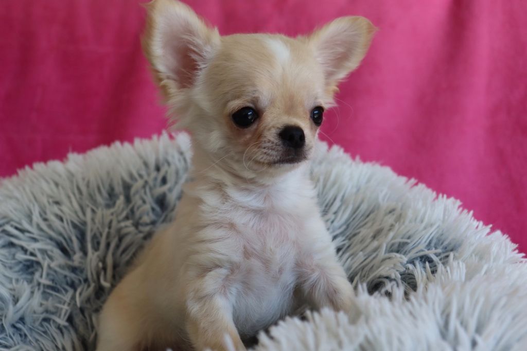 du Domaine San Sébastian - Chiots disponibles - Chihuahua
