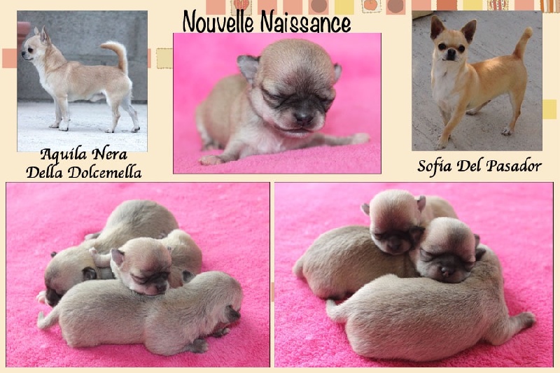 du Domaine San Sébastian - Chihuahua - Portée née le 27/02/2016