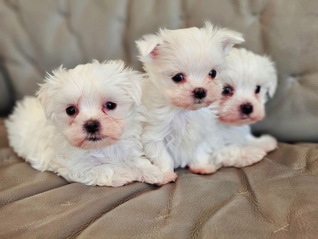 Chiot Bichon maltais du Domaine San Sébastian