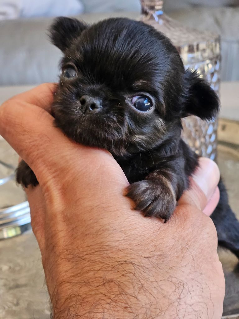 du Domaine San Sébastian - Chiots disponibles - Chihuahua