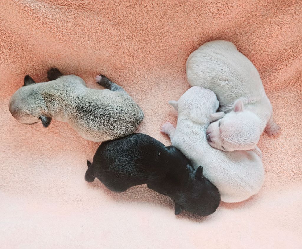 du Domaine San Sébastian - Chiots disponibles - Chihuahua