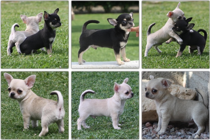 du Domaine San Sébastian - Chihuahua - Portée née le 17/04/2012