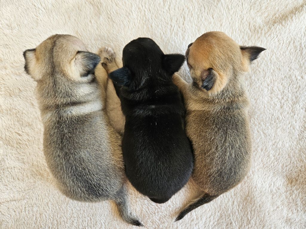 du Domaine San Sébastian - Chiots disponibles - Chihuahua