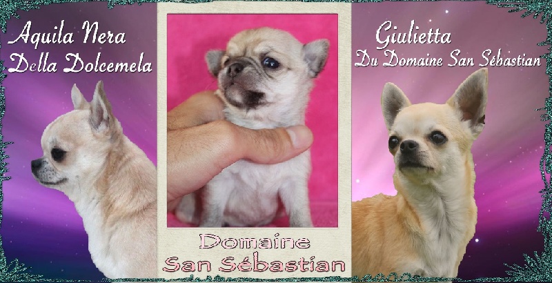 du Domaine San Sébastian - Chihuahua - Portée née le 19/09/2016