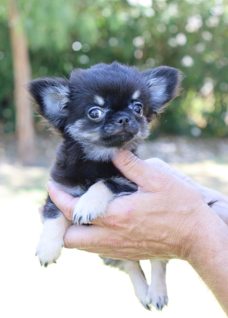 du Domaine San Sébastian - Chiots disponibles - Chihuahua