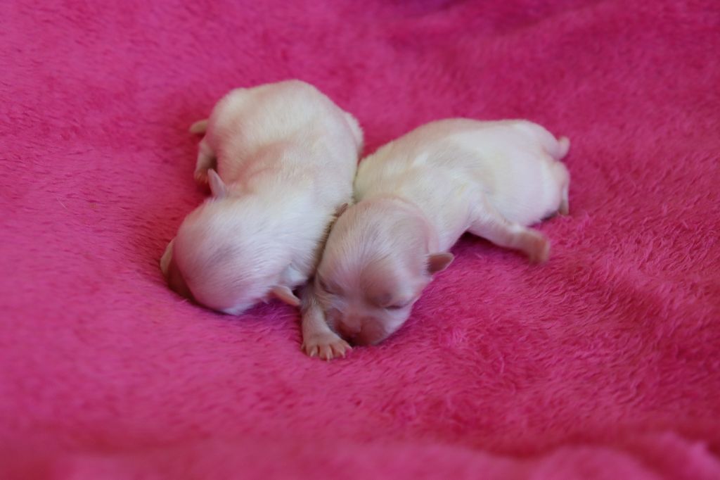 du Domaine San Sébastian - Chiots disponibles - Bichon maltais