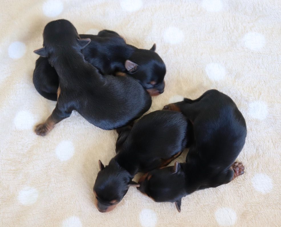 du Domaine San Sébastian - Chiots disponibles - Yorkshire Terrier